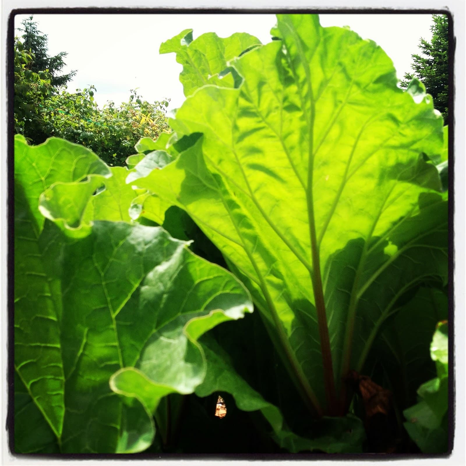 Homegrown Strawberry-Rhubarb Pie